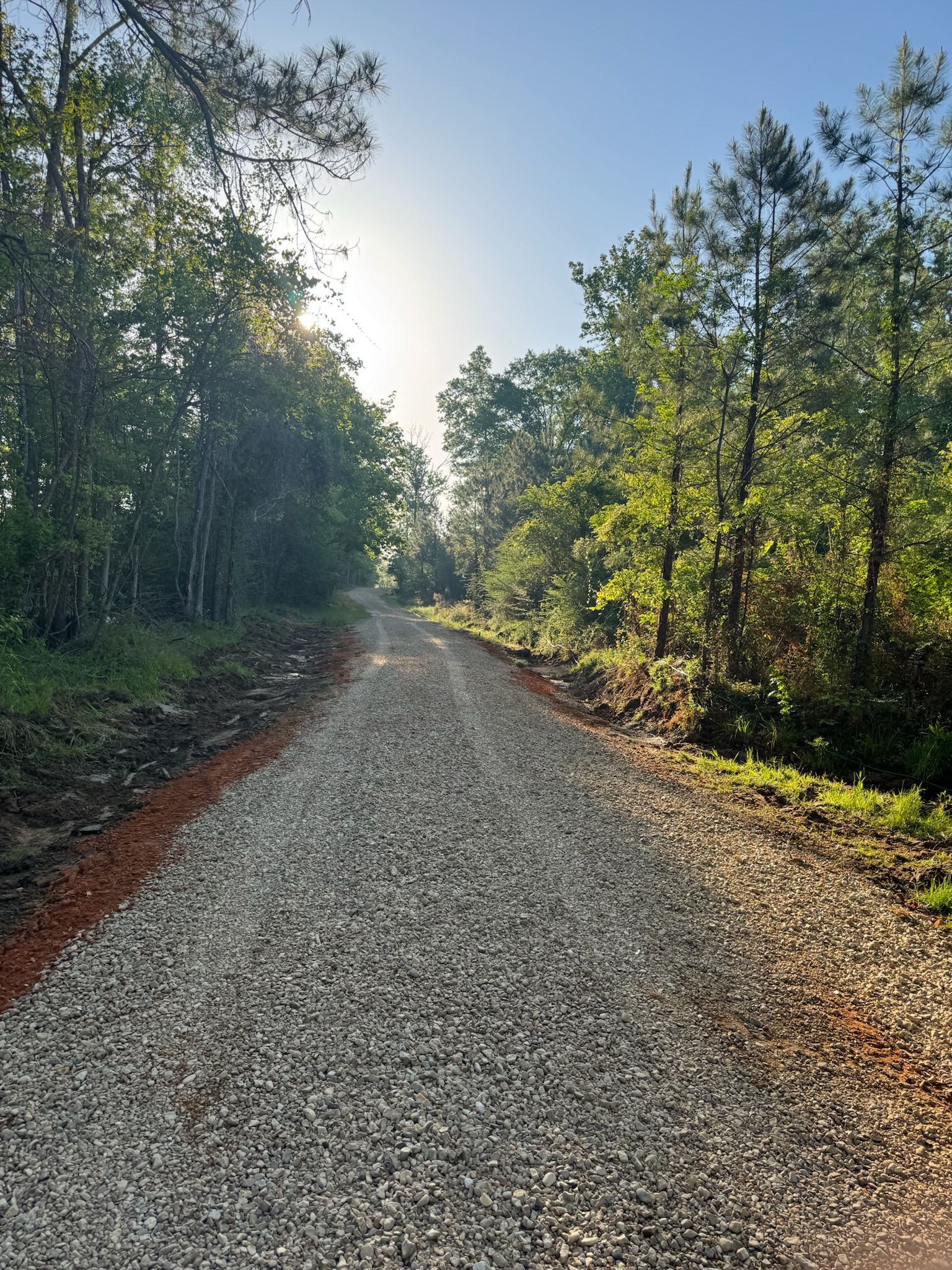 Newly placed gravel access road through pine timber with graded clay edges